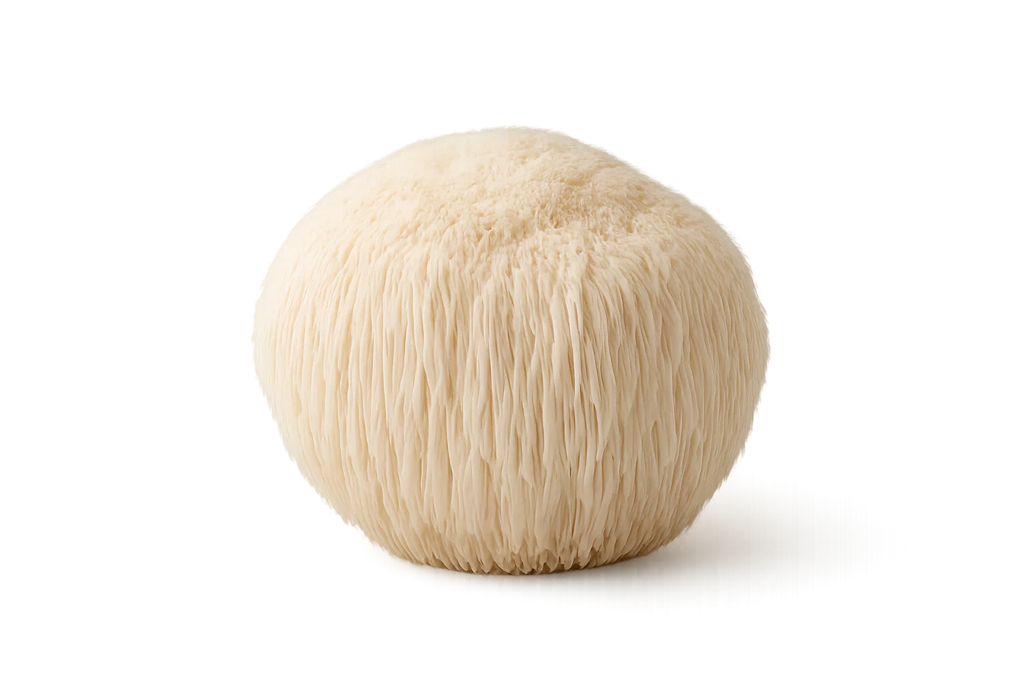 Lion’s Mane Extract – 100 ml