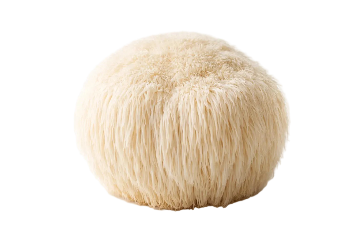 Lion’s Mane – 100 ml