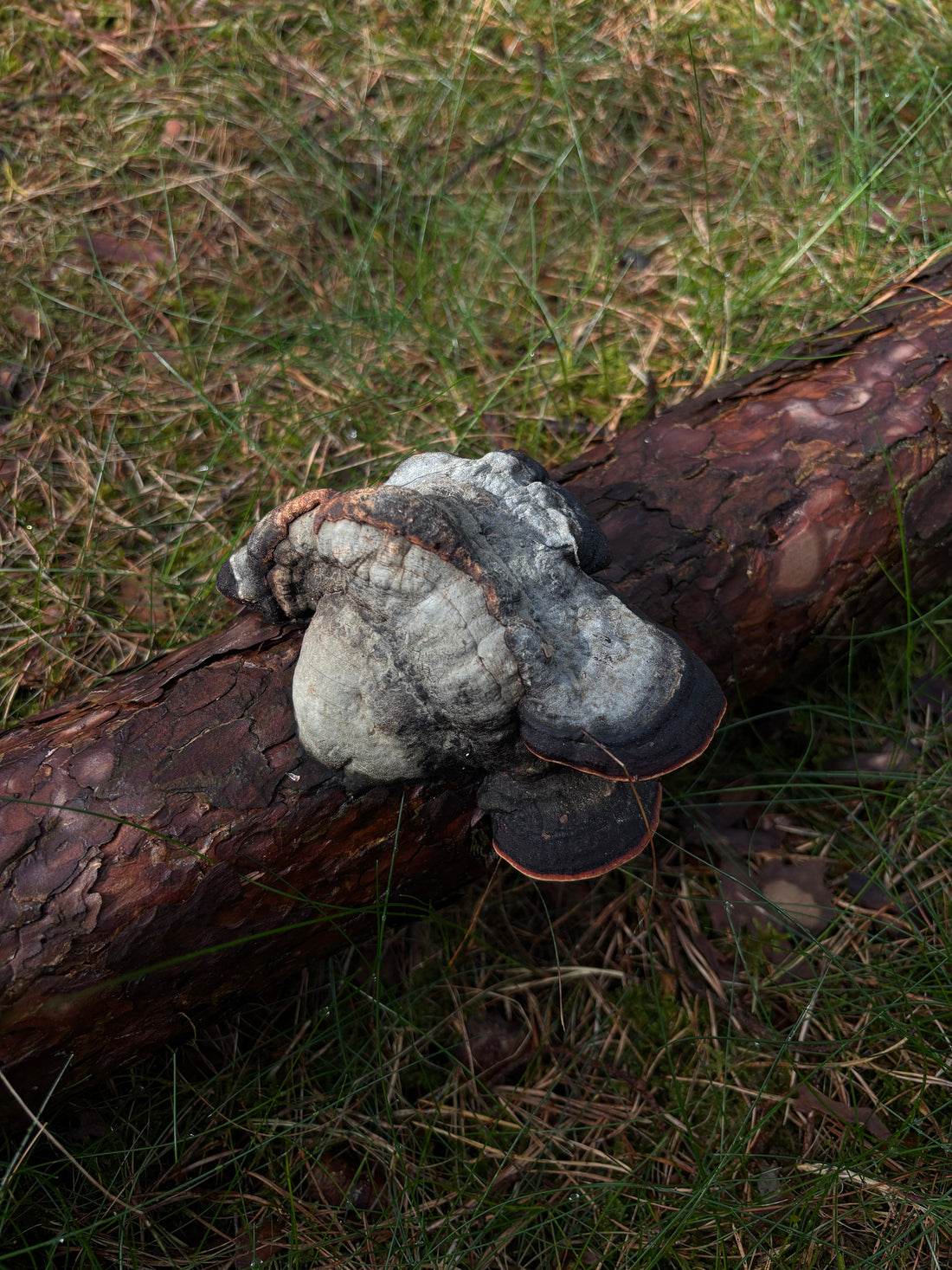 🍄 Chaga: Forests, Resilience & Tradition
