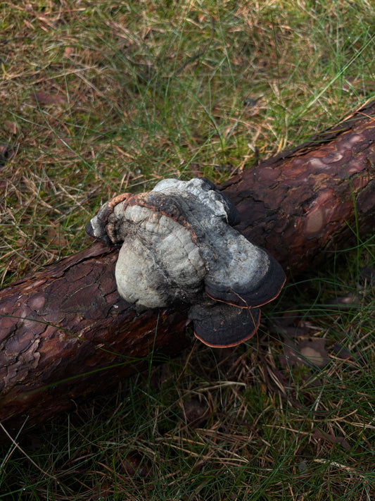 🍄 Chaga: Forests, Resilience & Tradition
