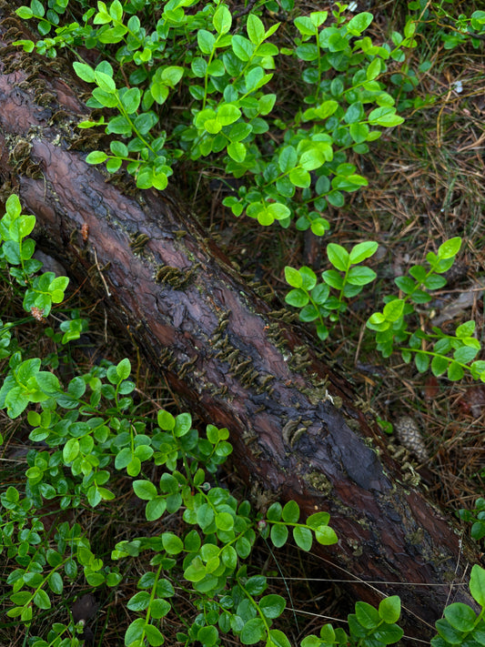 🍄 Turkey Tail: Forests, Tradition & Natural Balance